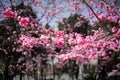 The Cherry blossoms in kunmingÃ¯Â¼ÅChina Royalty Free Stock Photo